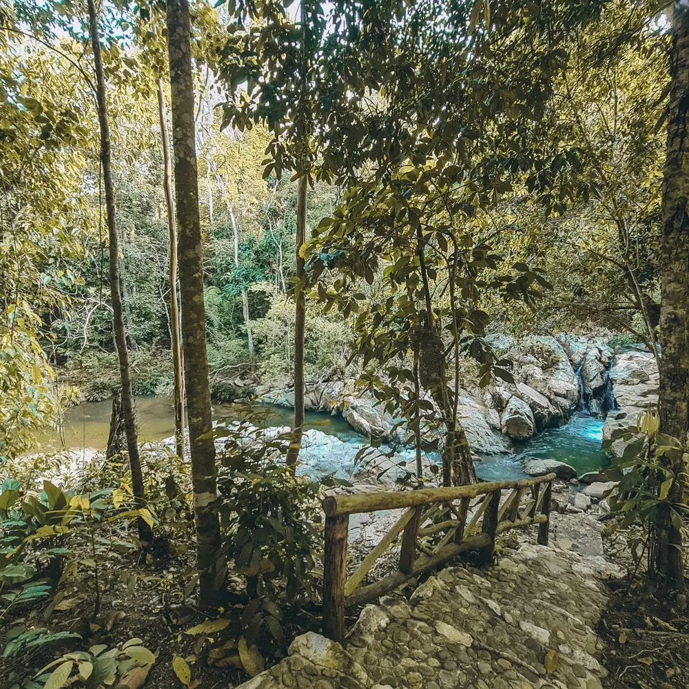 Sendero del bosque junto al río